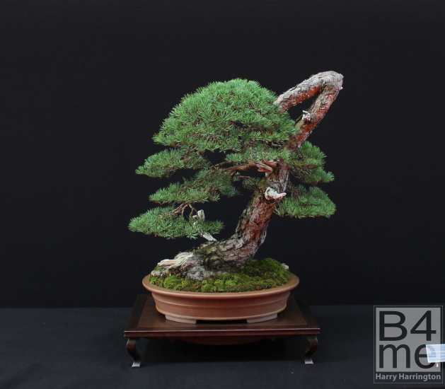 pine bonsai